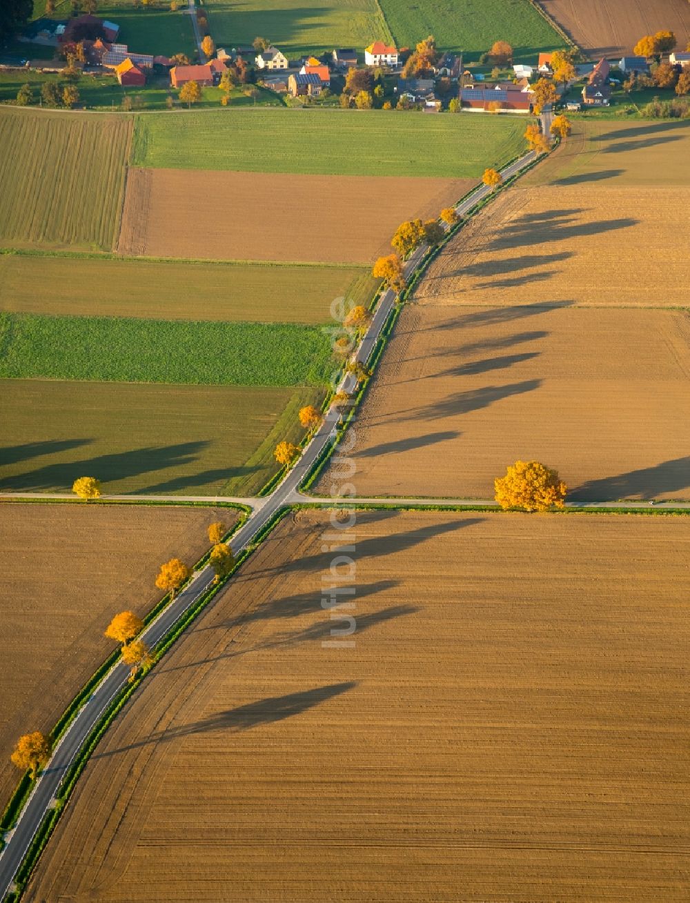 Luftaufnahme Werl - Baumreihe an einer Landstraße an einem Feldrand in Werl im Bundesland Nordrhein-Westfalen