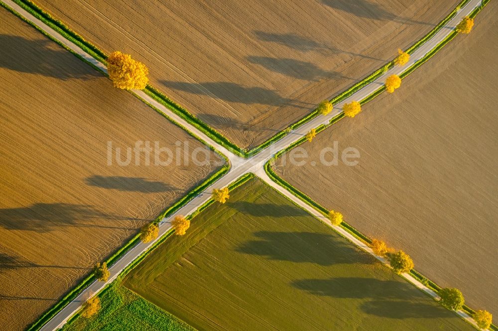 Werl von oben - Baumreihe an einer Landstraße an einem Feldrand in Werl im Bundesland Nordrhein-Westfalen