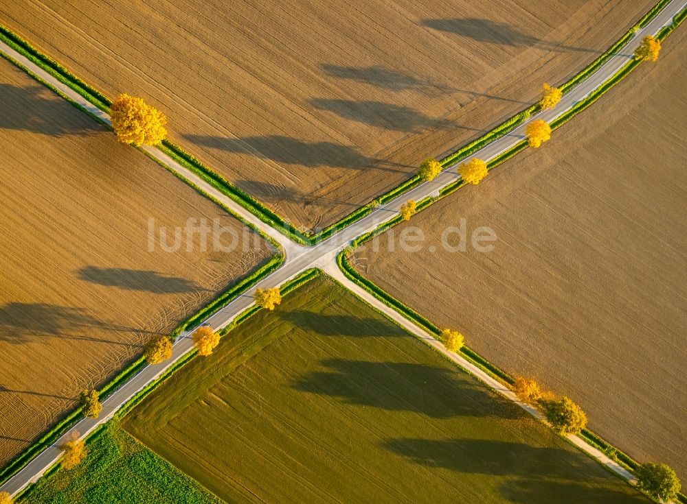 Werl von oben - Baumreihe an einer Landstraße an einem Feldrand in Werl im Bundesland Nordrhein-Westfalen