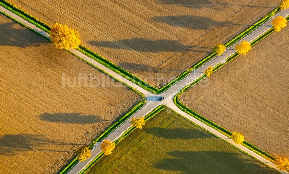 Werl aus der Vogelperspektive: Baumreihe an einer Landstraße an einem Feldrand in Werl im Bundesland Nordrhein-Westfalen