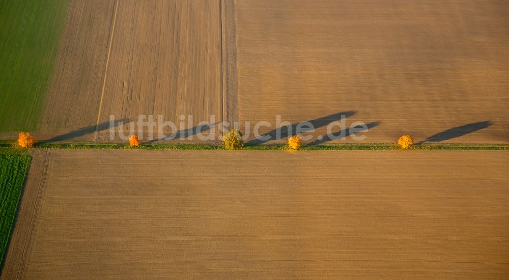 Luftaufnahme Werl - Baumreihe an einer Landstraße an einem Feldrand in Werl im Bundesland Nordrhein-Westfalen