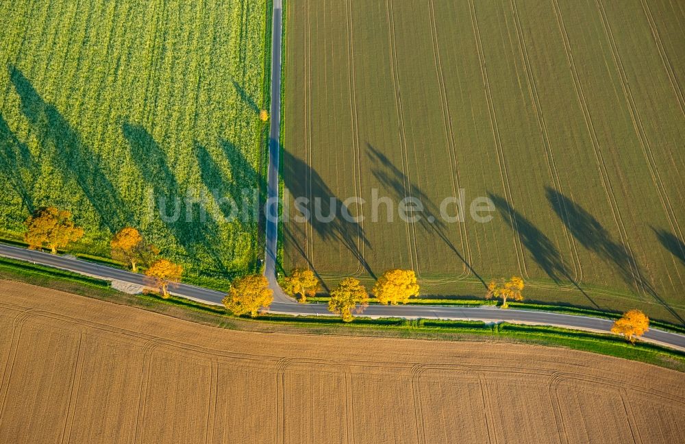 Werl von oben - Baumreihe an einer Landstraße an einem Feldrand in Werl im Bundesland Nordrhein-Westfalen