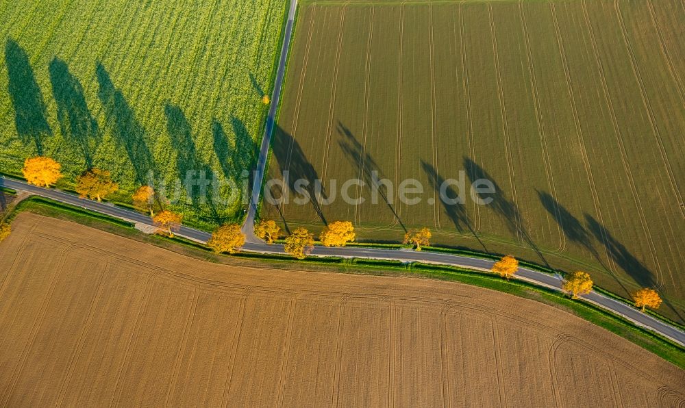 Werl aus der Vogelperspektive: Baumreihe an einer Landstraße an einem Feldrand in Werl im Bundesland Nordrhein-Westfalen