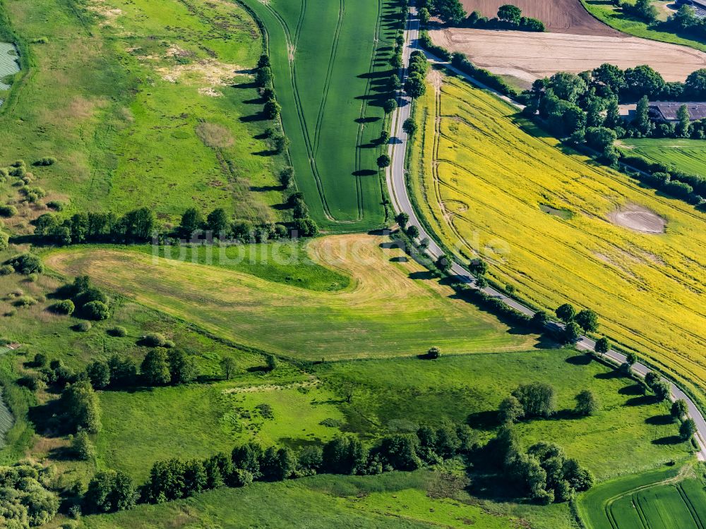 Postfeld aus der Vogelperspektive: Baumreihe an der Landstraße Honigkamp am Feldrand in Postfeld im Bundesland Schleswig-Holstein, Deutschland