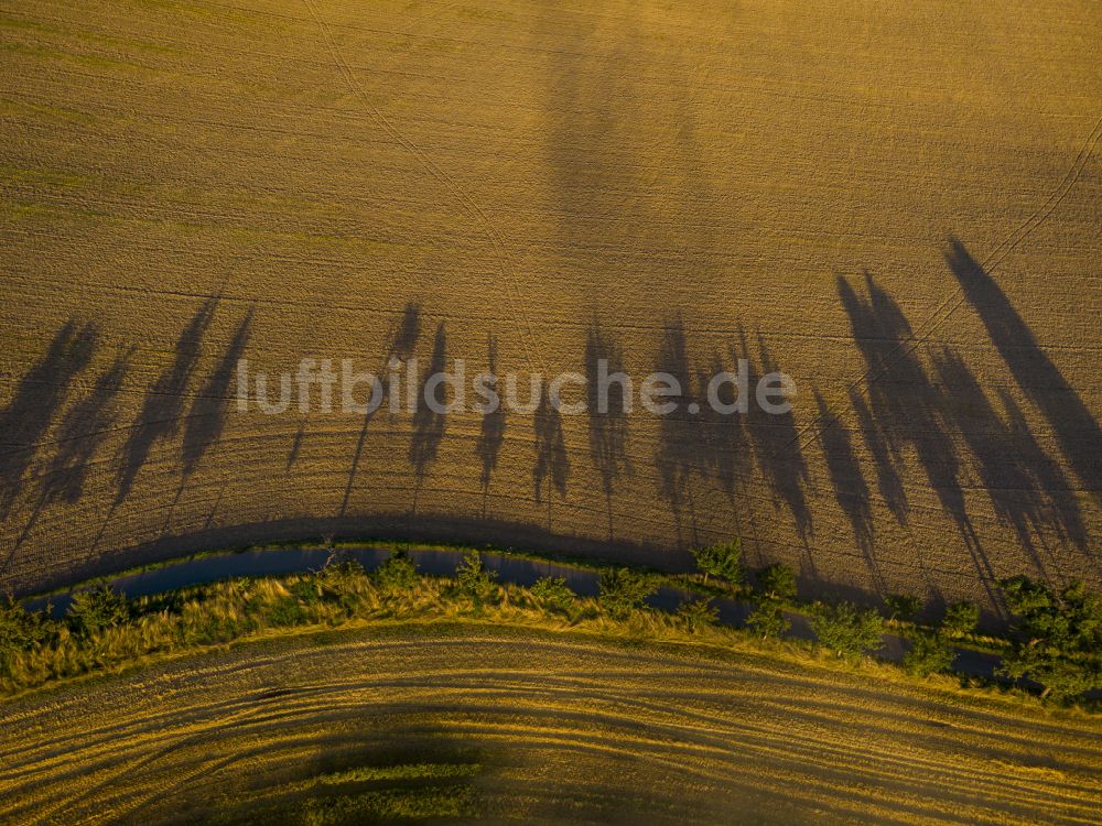 Luftaufnahme Rathewalde - Baumreihe mit langen Schatten an einem Feldrand in Rathewalde im Bundesland Sachsen, Deutschland