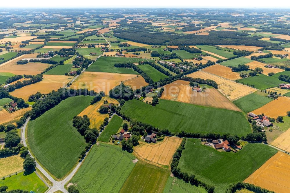 Luftbild Kiebitzheide - Baumreihen auf Feldern bei Kiebitzheide im Bundesland Nordrhein-Westfalen, Deutschland