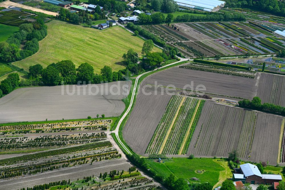 Luftaufnahme Bullenkuhlen - Baumreihen auf Feldern in Bullenkuhlen im Bundesland Schleswig-Holstein, Deutschland