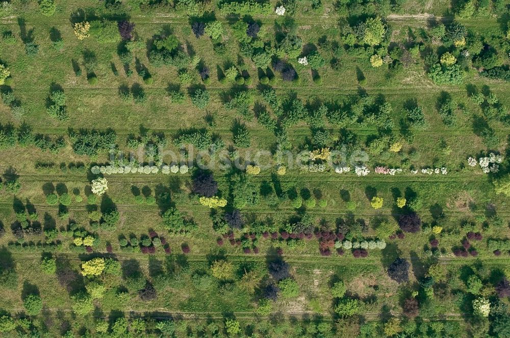 Bergheim von oben - Baumreihen auf Feldern des Erich Neumann Söhne Baumschulen in Bergheim im Bundesland Nordrhein-Westfalen, Deutschland