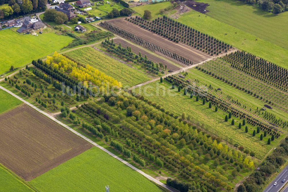 Nettetal aus der Vogelperspektive: Baumreihen auf Feldern in Nettetal im Bundesland Nordrhein-Westfalen, Deutschland