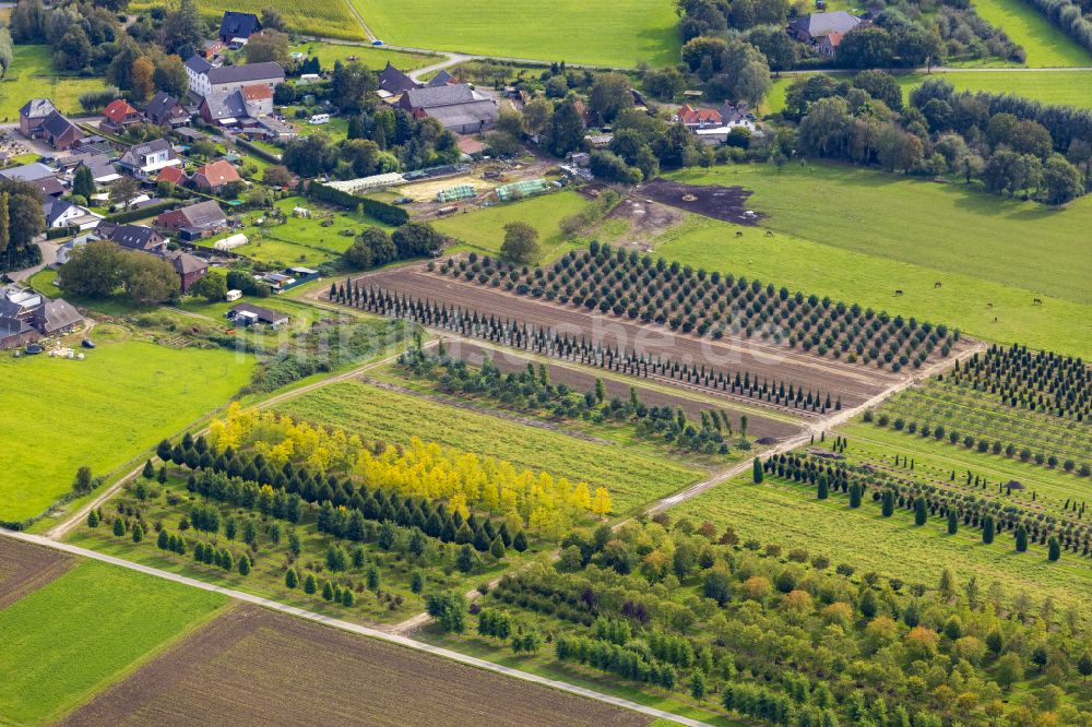 Luftbild Nettetal - Baumreihen auf Feldern in Nettetal im Bundesland Nordrhein-Westfalen, Deutschland