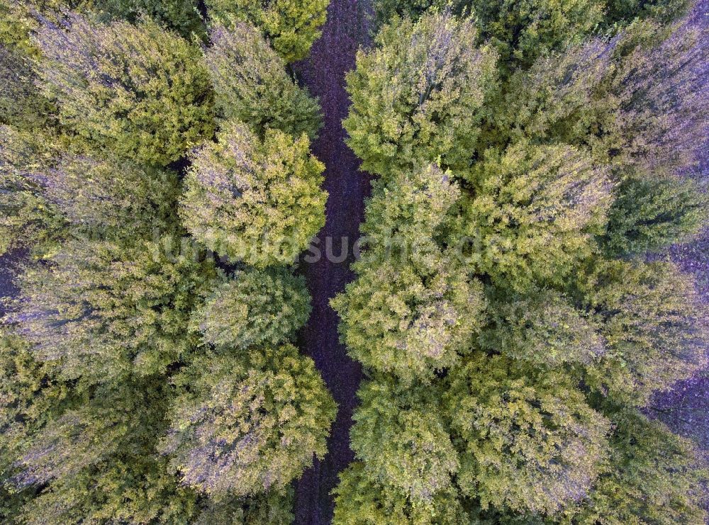 Luftbild Potsdam - Baumreihen auf Feldern im Ortsteil Marquardt in Potsdam im Bundesland Brandenburg, Deutschland