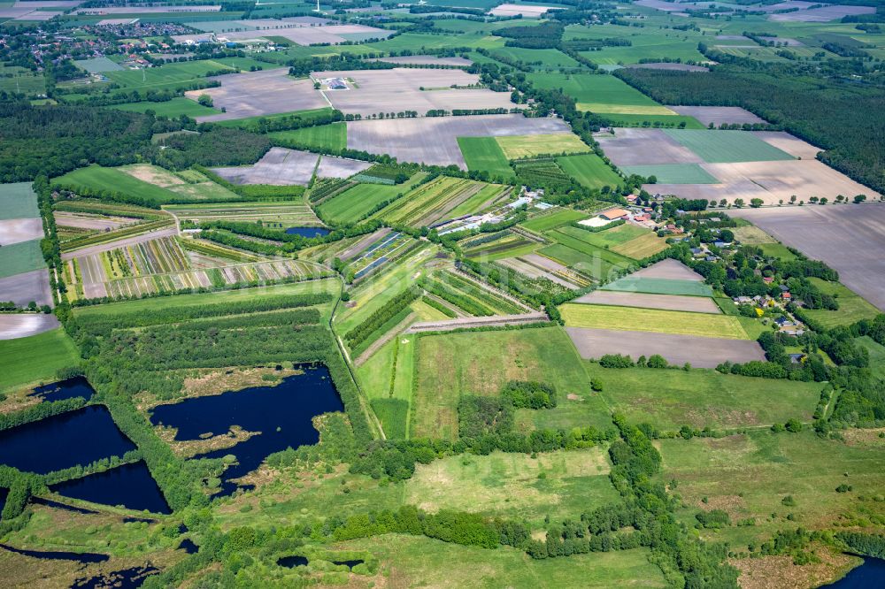 Oldendorf von oben - Baumreihen auf Feldern Tannenhof in Oldendorf im Bundesland Niedersachsen, Deutschland