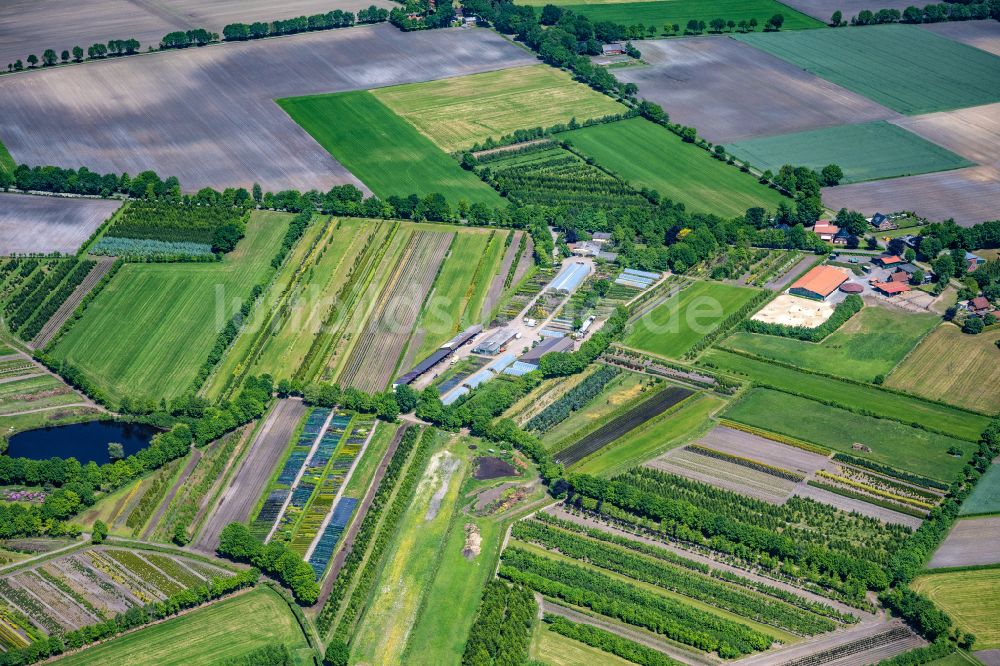 Oldendorf aus der Vogelperspektive: Baumreihen auf Feldern Tannenhof in Oldendorf im Bundesland Niedersachsen, Deutschland