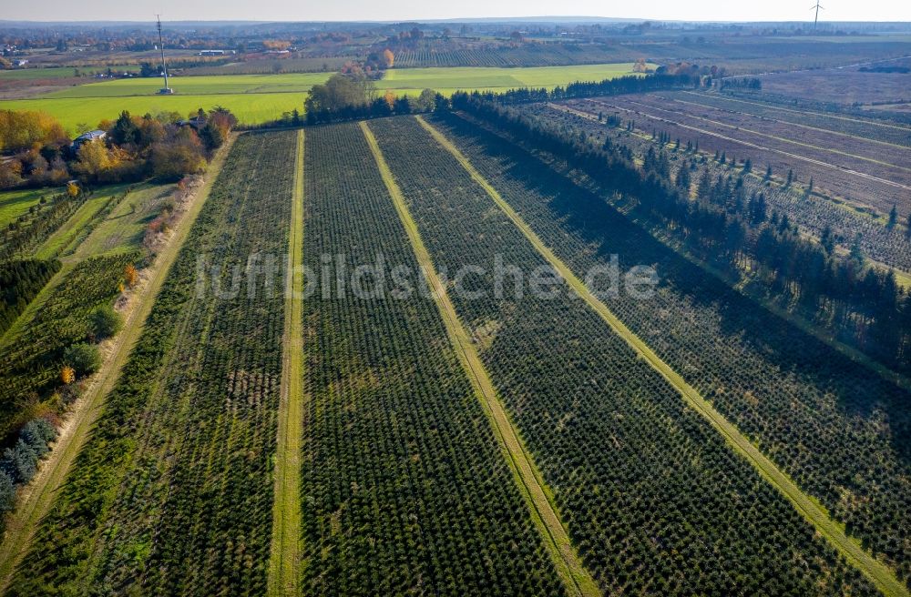 Werder (Havel) von oben - Baumreihen auf Feldern der Weihnachtsbaum- Plantage im Ortsteil Plessow in Werder (Havel) im Bundesland Brandenburg, Deutschland