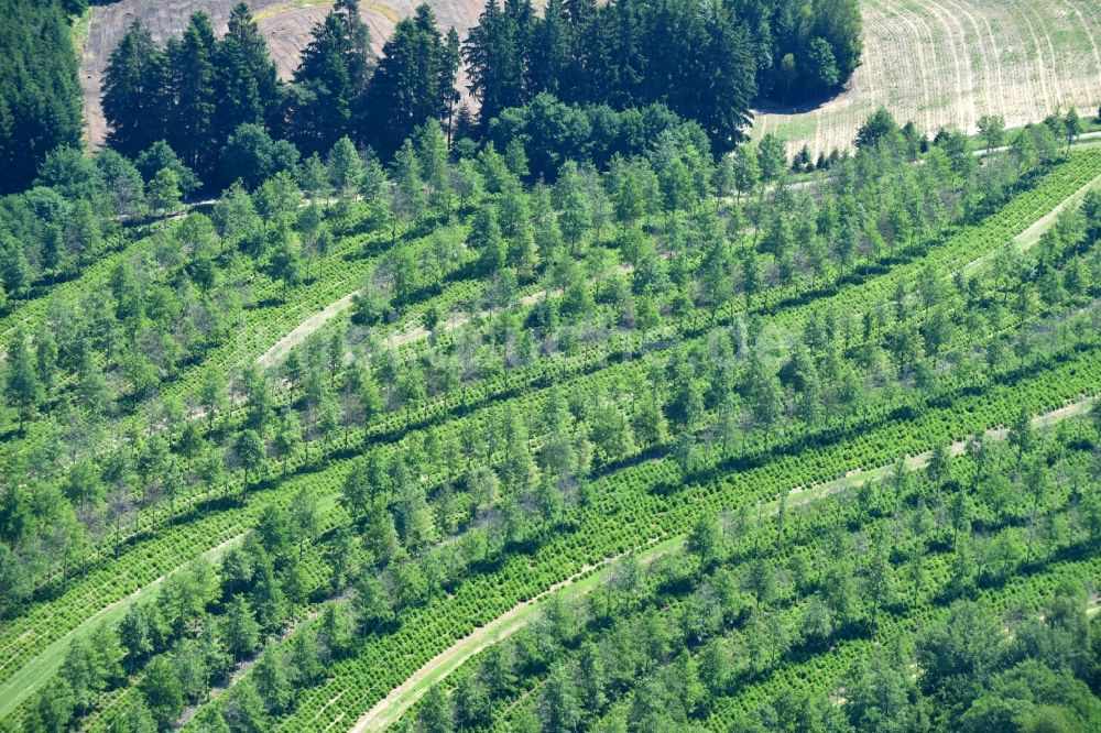 Windorf von oben - Baumreihen auf landwirtschaftlichen Feldern in Windorf im Bundesland Bayern, Deutschland