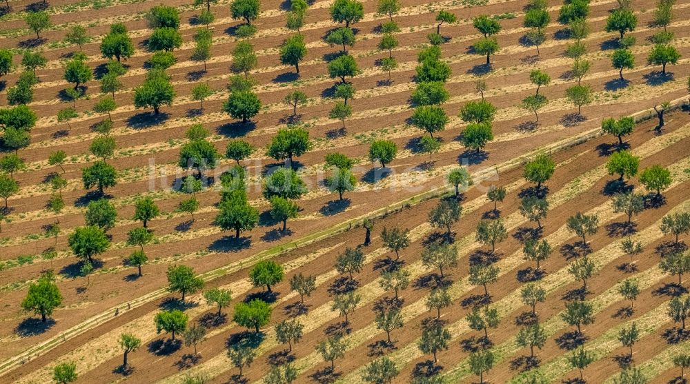 Son Sardina von oben - Baumreihen einer Mandelbaum- Plantage im Ortsteil Son Sardina in Palma in Balearische Insel Mallorca, Spanien