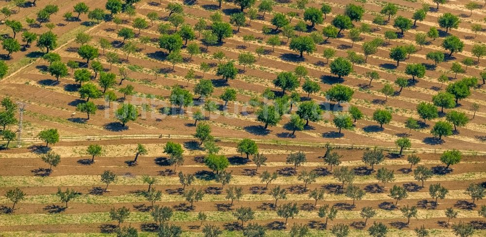 Luftbild Son Sardina - Baumreihen einer Mandelbaum- Plantage im Ortsteil Son Sardina in Palma in Balearische Insel Mallorca, Spanien