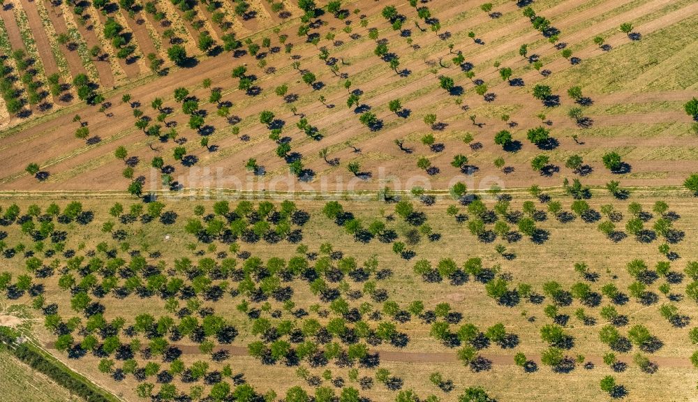 Son Sardina von oben - Baumreihen einer Mandelbaum- Plantage im Ortsteil Son Sardina in Palma in Balearische Insel Mallorca, Spanien