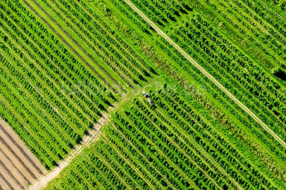 Hollern-Twielenfleth von oben - Baumreihen einer Obstanbau- und Apfel- Plantage auf einem Feld im Alten Land in Hollern-Twielenfleth im Bundesland Niedersachsen, Deutschland