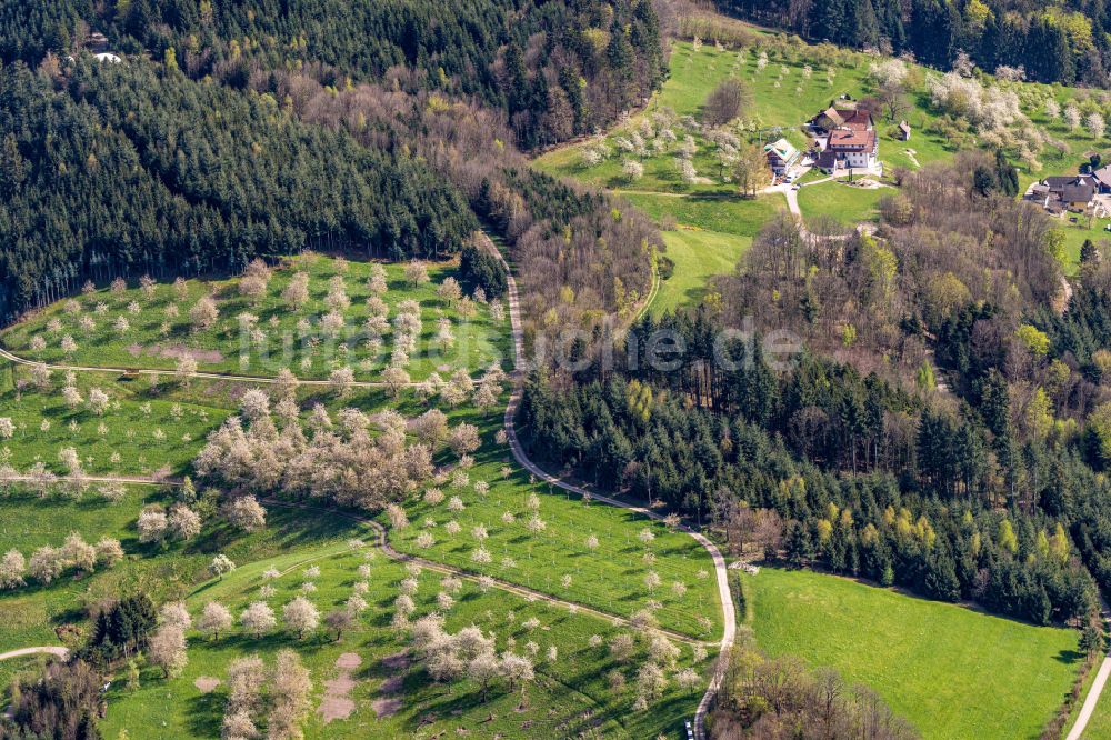 Oberkirch von oben - Baumreihen einer Obstanbau- Plantage auf einem Feld in  Blüte in Oberkirch im Bundesland