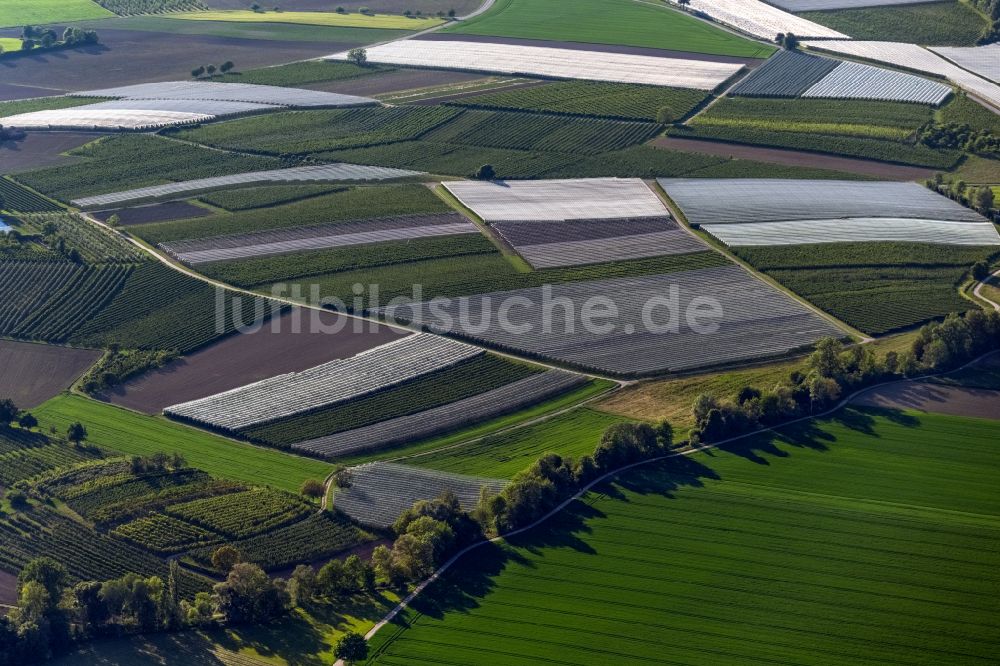 Frickingen von oben - Baumreihen einer Obstanbau- Plantage auf einem Feld  in Frickingen im Bundesland Baden-Württemberg,