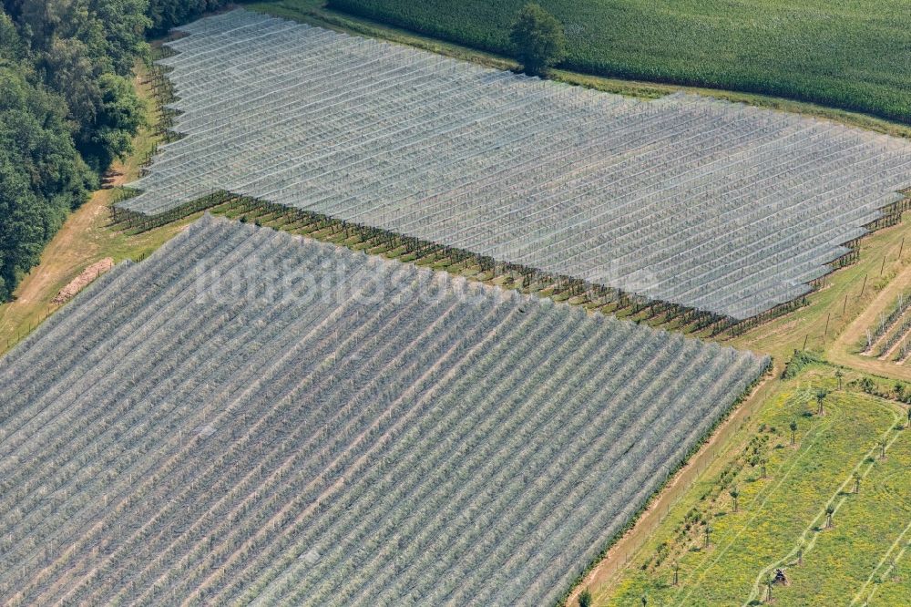 Luftbild Friedrichshafen - Baumreihen einer Obstanbau- Plantage auf einem Feld in Friedrichshafen im Bundesland Baden-Württemberg, Deutschland