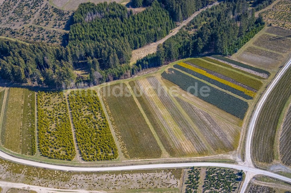 Luftbild Heringhausen - Baumreihen einer Obstanbau- Plantage auf einem Feld in Heringhausen im Bundesland Nordrhein-Westfalen, Deutschland