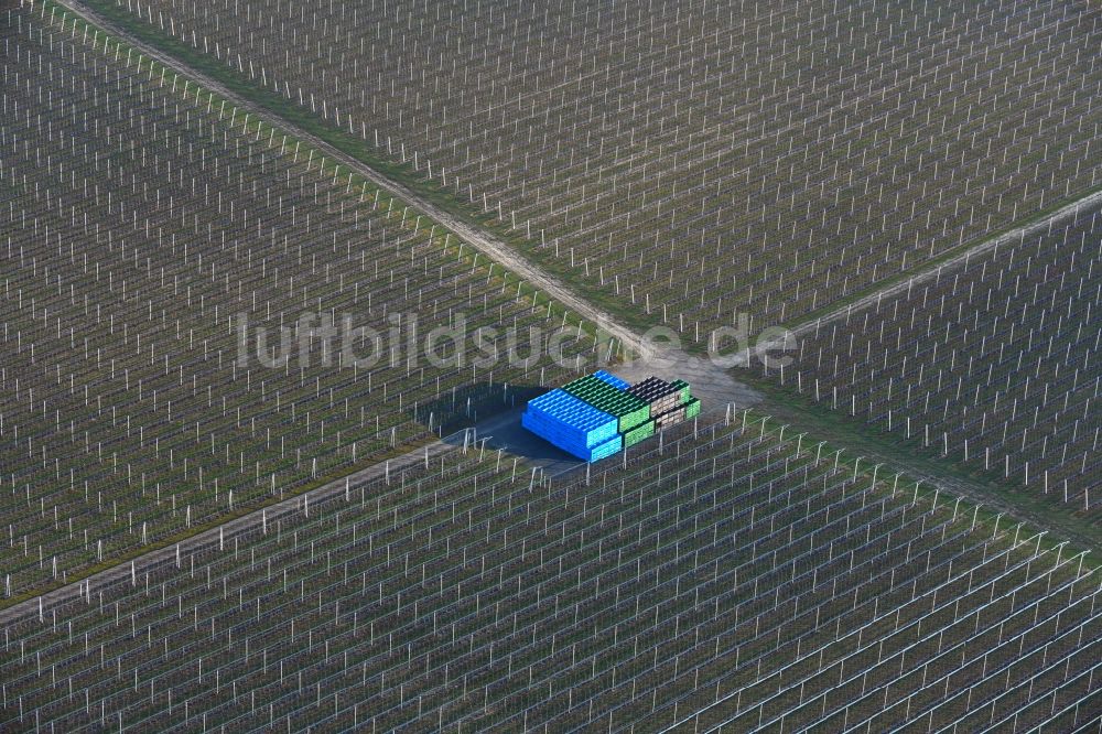 Lüttchendorf von oben - Baumreihen einer Obstanbau- Plantage auf einem Feld in Lüttchendorf im Bundesland Sachsen-Anhalt, Deutschland