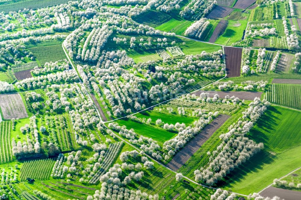 Luftbild Oberkirch - Baumreihen einer Obstanbau- Plantage auf einem Feld Oberkirch in Oberkirch im Bundesland Baden-Württemberg, Deutschland