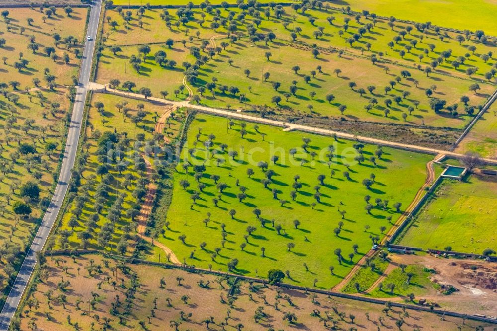 Luftaufnahme Valldemossa - Baumreihen einer Obstanbau- Plantage auf einem Feld mit Olivenbäumen entlang der Ma-10 in Valldemossa in Balearische Insel Mallorca, Spanien