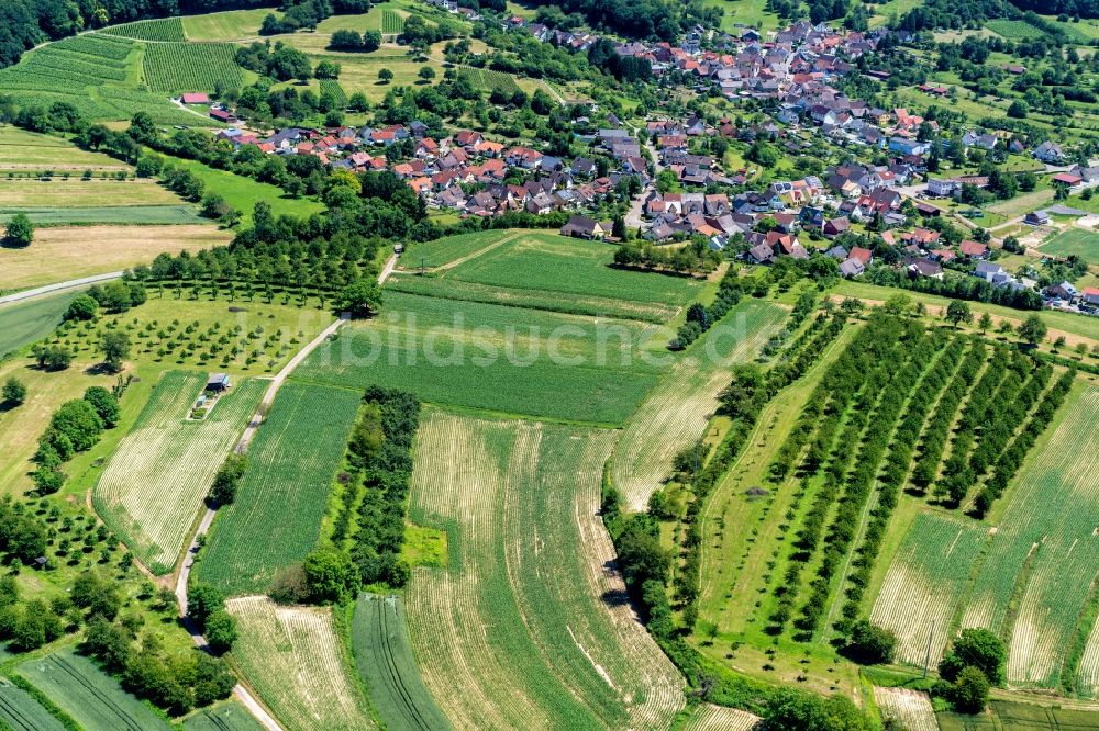 Ettenheim von oben - Baumreihen einer Obstanbau- Plantage auf einem Feld  Ortsteil Wallburg in Ettenheim im Bundesland