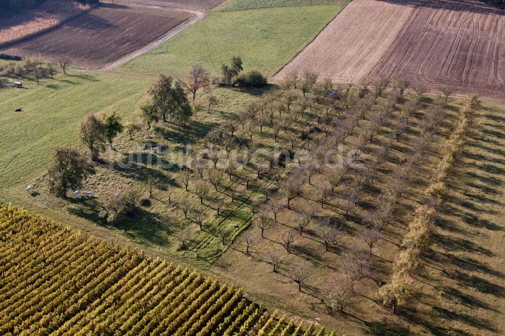 Luftaufnahme Steinseltz - Baumreihen einer Obstanbau- Plantage auf einem Feld in Steinseltz in Grand Est, Frankreich