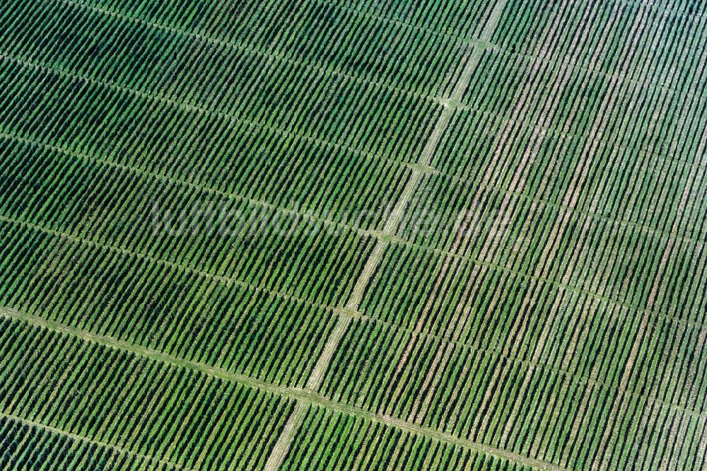 Struppen von oben - Baumreihen einer Obstanbau- Plantage auf einem Feld in Struppen im Bundesland Sachsen