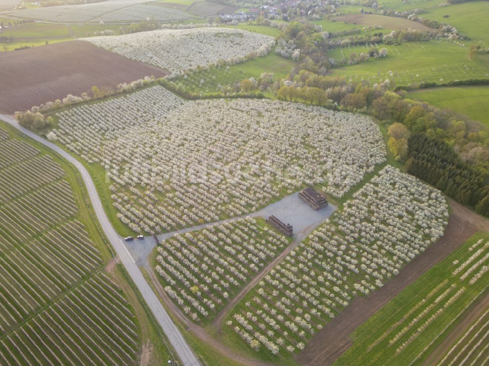 Luftaufnahme Wittgensdorf - Baumreihen einer Obstanbau- Plantage auf einem Feld in Wittgensdorf im Bundesland Sachsen, Deutschland