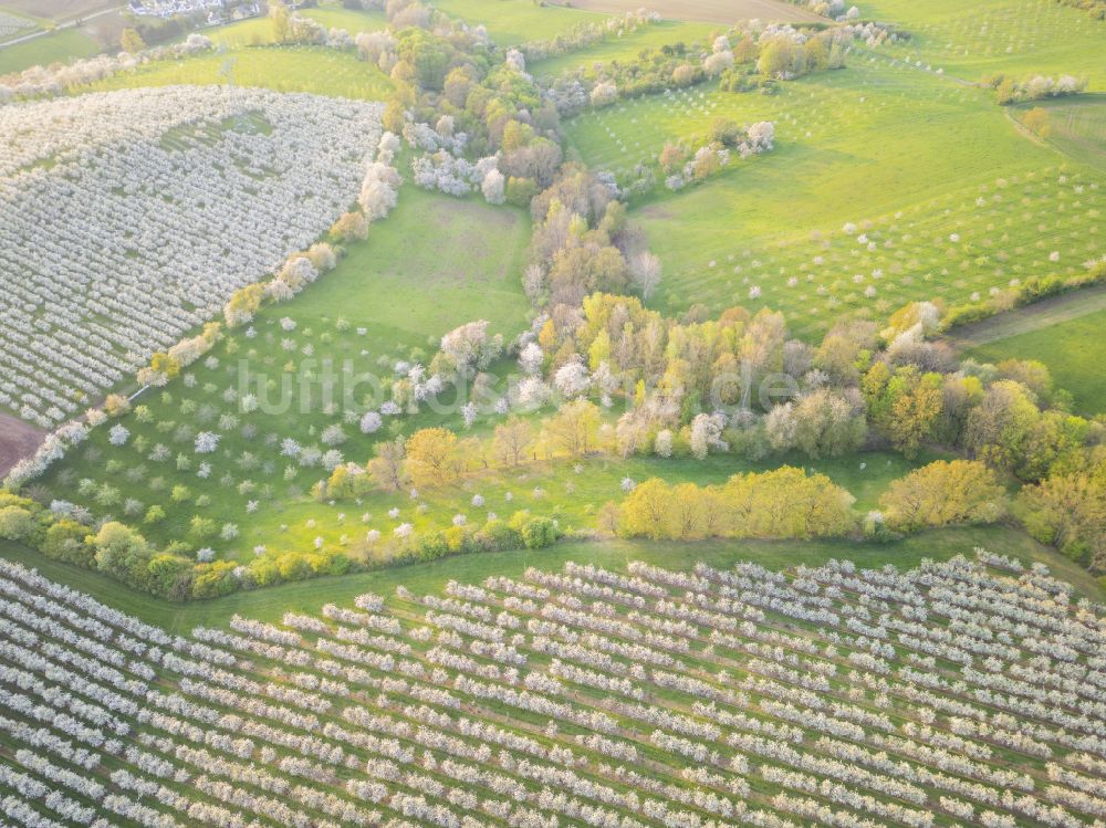 Wittgensdorf aus der Vogelperspektive: Baumreihen einer Obstanbau- Plantage auf einem Feld in Wittgensdorf im Bundesland Sachsen, Deutschland