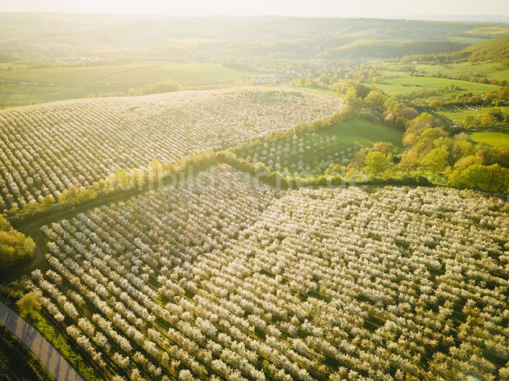 Luftbild Wittgensdorf - Baumreihen einer Obstanbau- Plantage auf einem Feld in Wittgensdorf im Bundesland Sachsen, Deutschland