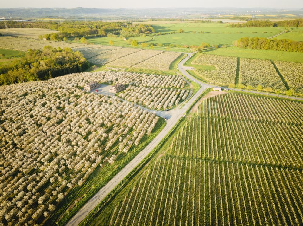 Luftaufnahme Wittgensdorf - Baumreihen einer Obstanbau- Plantage auf einem Feld in Wittgensdorf im Bundesland Sachsen, Deutschland