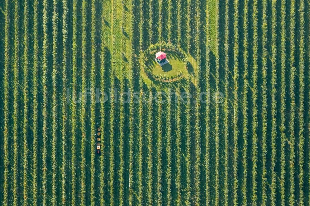 Scharnhorst aus der Vogelperspektive: Baumreihen einer Obstanbau- Plantage auf einem Feld zur Apfel- Ernte am Hof Mertin am Wolfsacker in Scharnhorst im Bundesland Nordrhein-Westfalen