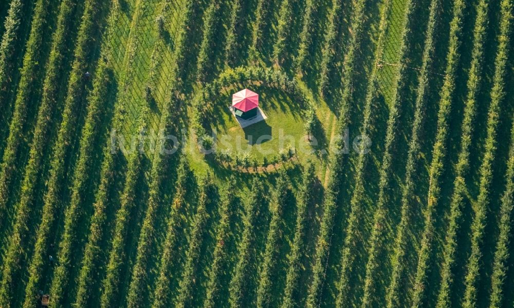 Luftbild Scharnhorst - Baumreihen einer Obstanbau- Plantage auf einem Feld zur Apfel- Ernte am Hof Mertin am Wolfsacker in Scharnhorst im Bundesland Nordrhein-Westfalen