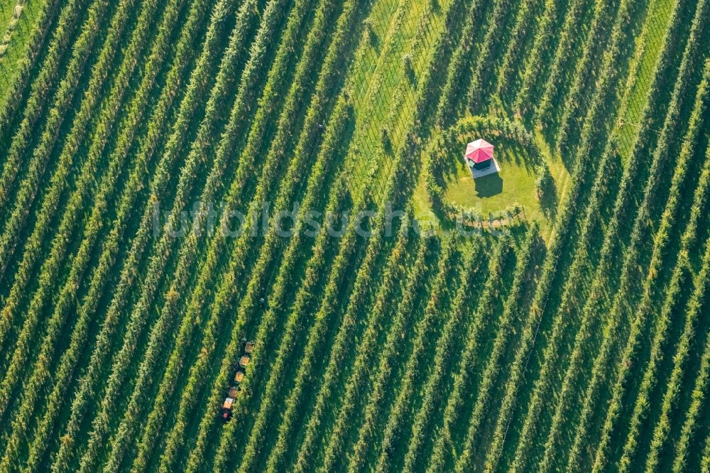 Luftaufnahme Scharnhorst - Baumreihen einer Obstanbau- Plantage auf einem Feld zur Apfel- Ernte am Hof Mertin am Wolfsacker in Scharnhorst im Bundesland Nordrhein-Westfalen