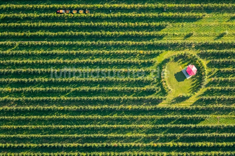 Scharnhorst von oben - Baumreihen einer Obstanbau- Plantage auf einem Feld zur Apfel- Ernte am Hof Mertin am Wolfsacker in Scharnhorst im Bundesland Nordrhein-Westfalen