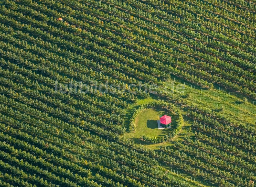 Luftaufnahme Scharnhorst - Baumreihen einer Obstanbau- Plantage auf einem Feld zur Apfel- Ernte am Hof Mertin am Wolfsacker in Scharnhorst im Bundesland Nordrhein-Westfalen