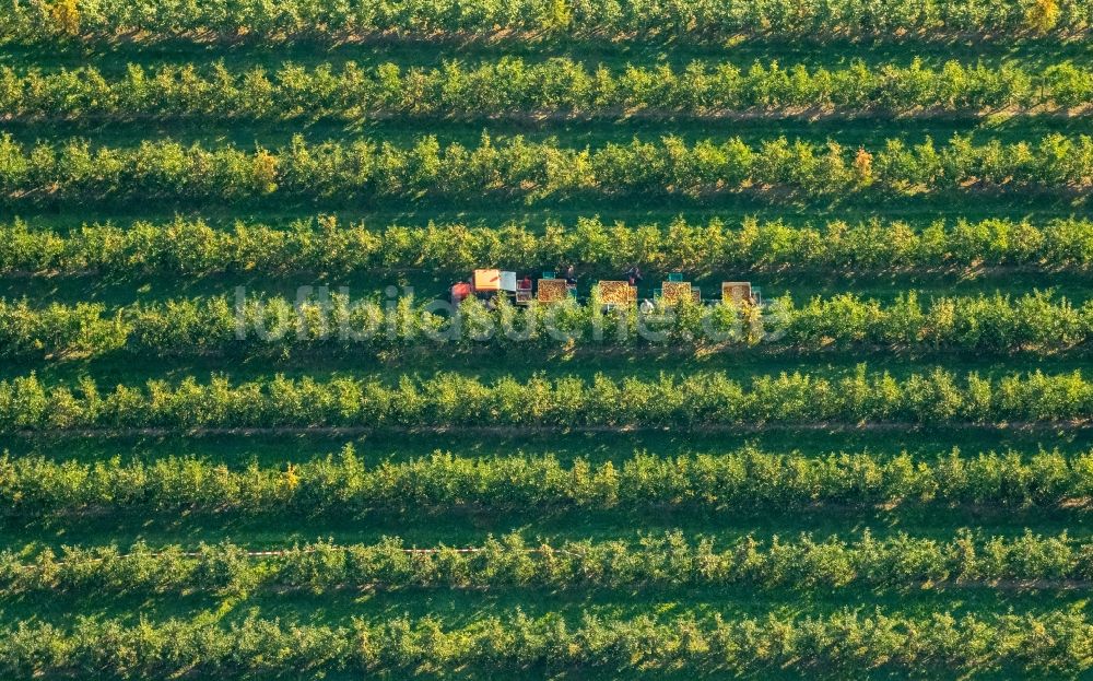 Scharnhorst aus der Vogelperspektive: Baumreihen einer Obstanbau- Plantage auf einem Feld zur Apfel- Ernte am Hof Mertin am Wolfsacker in Scharnhorst im Bundesland Nordrhein-Westfalen