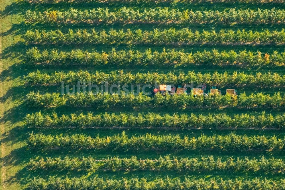 Luftbild Scharnhorst - Baumreihen einer Obstanbau- Plantage auf einem Feld zur Apfel- Ernte am Hof Mertin am Wolfsacker in Scharnhorst im Bundesland Nordrhein-Westfalen