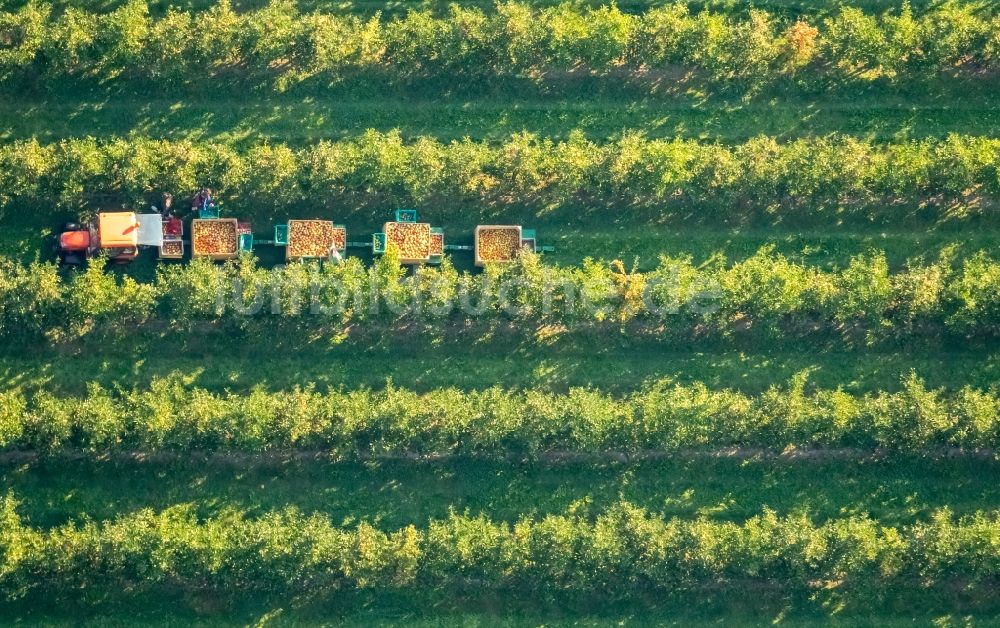 Scharnhorst von oben - Baumreihen einer Obstanbau- Plantage auf einem Feld zur Apfel- Ernte am Hof Mertin am Wolfsacker in Scharnhorst im Bundesland Nordrhein-Westfalen