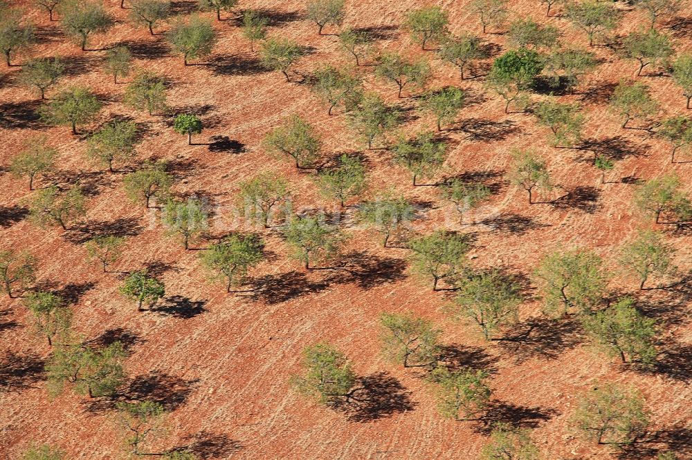 Inca von oben - Baumreihen Obstbaum Plantage in Inca Mallorca auf der balearischen Mittelmeerinsel Mallorca, Spanien