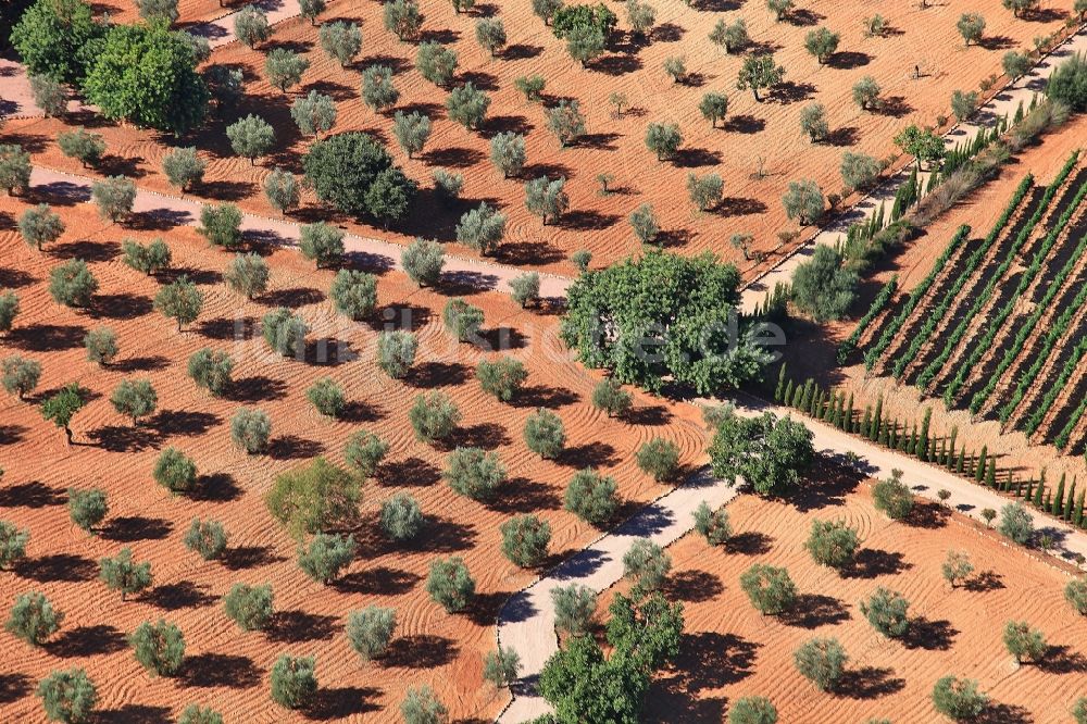 Inca aus der Vogelperspektive: Baumreihen Obstbaum Plantage in Inca Mallorca auf der balearischen Mittelmeerinsel Mallorca, Spanien