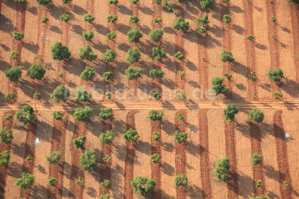 Luftbild Inca - Baumreihen Obstbaum Plantage in Inca Mallorca auf der balearischen Mittelmeerinsel Mallorca, Spanien