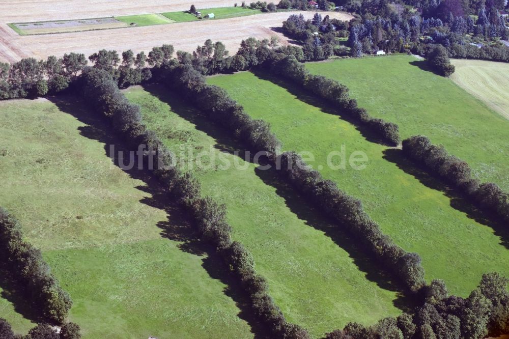 Luftaufnahme Kamenz - Baumreihen zwischen Wiesen an einem Feldrand bei Kamenz im Bundesland Sachsen