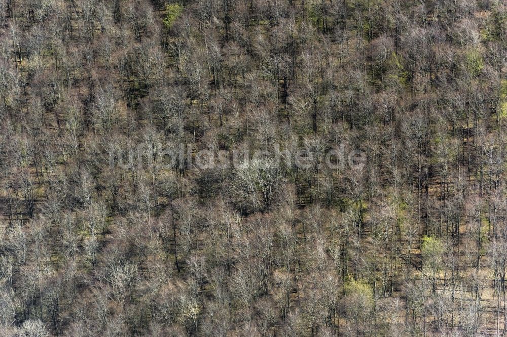 Luftbild Bad Urach - Baumspitzen in einem Waldgebiet in Bad Urach im Bundesland Baden-Württemberg, Deutschland